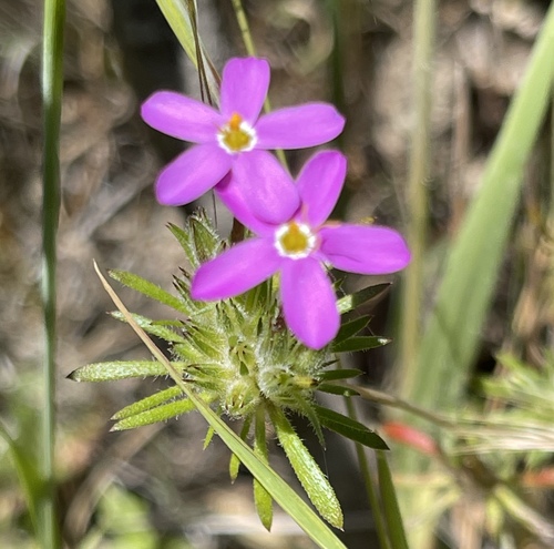 Coast Range linanthus (Leptosiphon latisectus)