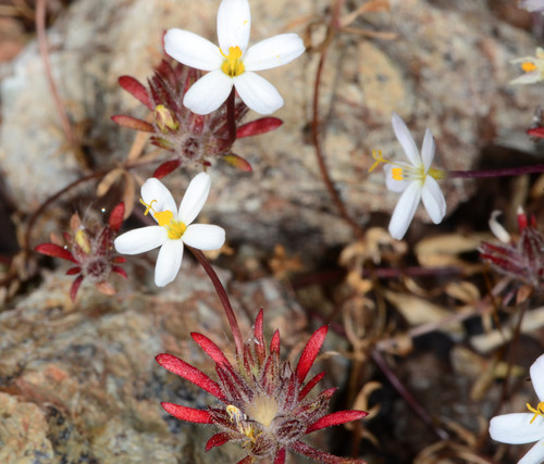 Coast Range linanthus (Leptosiphon latisectus)
