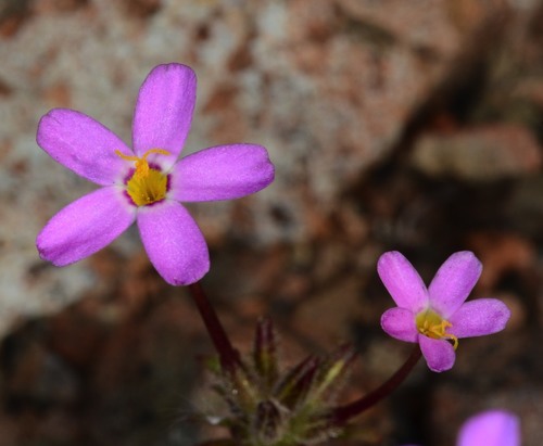 Coast Range linanthus (Leptosiphon latisectus)
