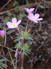 Coast Range linanthus (Leptosiphon latisectus)