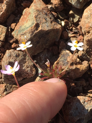 Coast Range linanthus (Leptosiphon latisectus)
