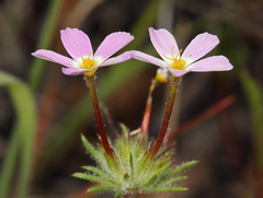 Coast Range linanthus (Leptosiphon latisectus)