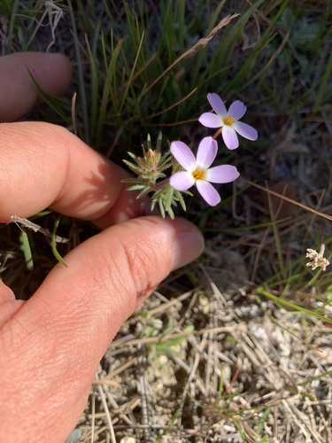 Coast Range linanthus (Leptosiphon latisectus)