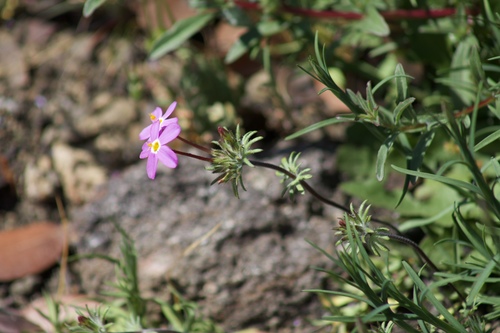 Coast Range linanthus (Leptosiphon latisectus)