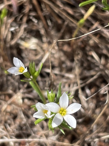 Leptosiphon laxus (Leptosiphon laxus)