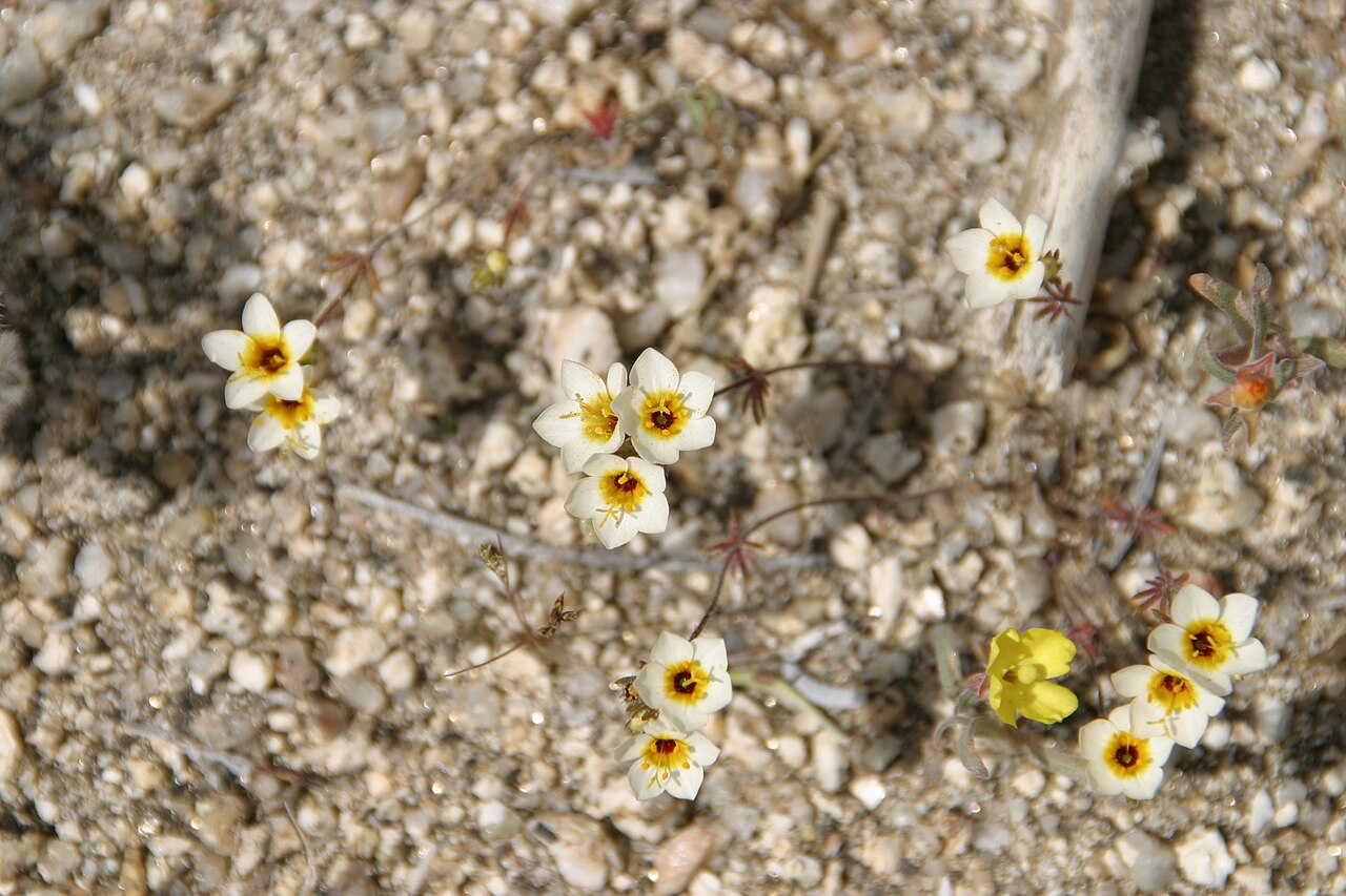 Lemmon's linanthus: Leptosiphon lemmonii syn. Linanthus lemmonii in Anza Borrego Desert State Park, California, USA