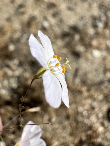 Narrowflower flaxflower (Leptosiphon liniflorus)