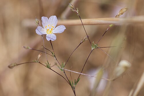 Narrowflower flaxflower: Leptosiphon liniflorus at Cone Peak, Monterey County, California, USA, One year post burn, in grassland meadow surrounded by chaparral latitude 36.05194 longitu