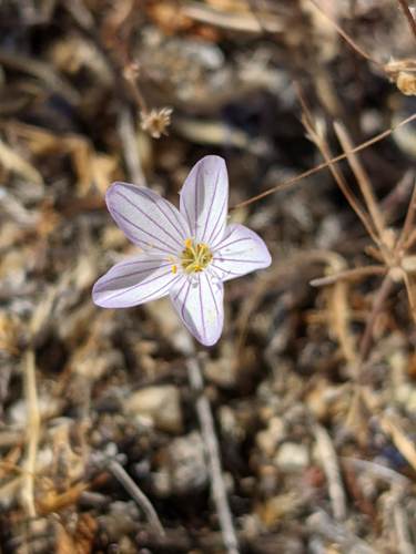 Narrowflower flaxflower (Leptosiphon liniflorus)