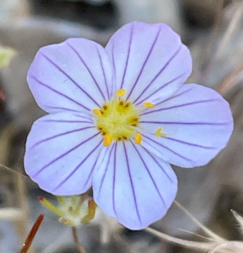 Narrowflower flaxflower (Leptosiphon liniflorus)
