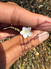 Narrowflower flaxflower (Leptosiphon liniflorus)