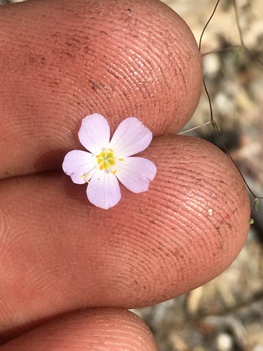 Narrowflower flaxflower (Leptosiphon liniflorus)