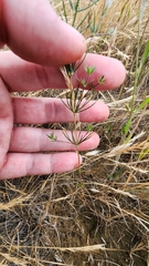 Narrowflower flaxflower (Leptosiphon liniflorus)