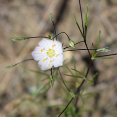 Narrowflower flaxflower (Leptosiphon liniflorus)
