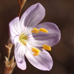 Narrowflower flaxflower (Leptosiphon liniflorus)