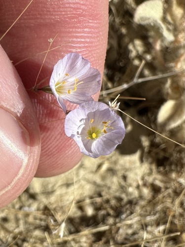 Narrowflower flaxflower (Leptosiphon liniflorus)