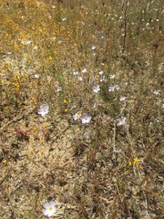 Narrowflower flaxflower (Leptosiphon liniflorus)