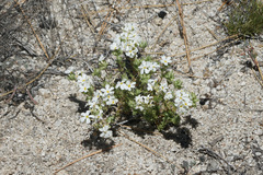 Leptosiphon melingii (Leptosiphon melingii)