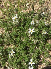 Leptosiphon melingii (Leptosiphon melingii)