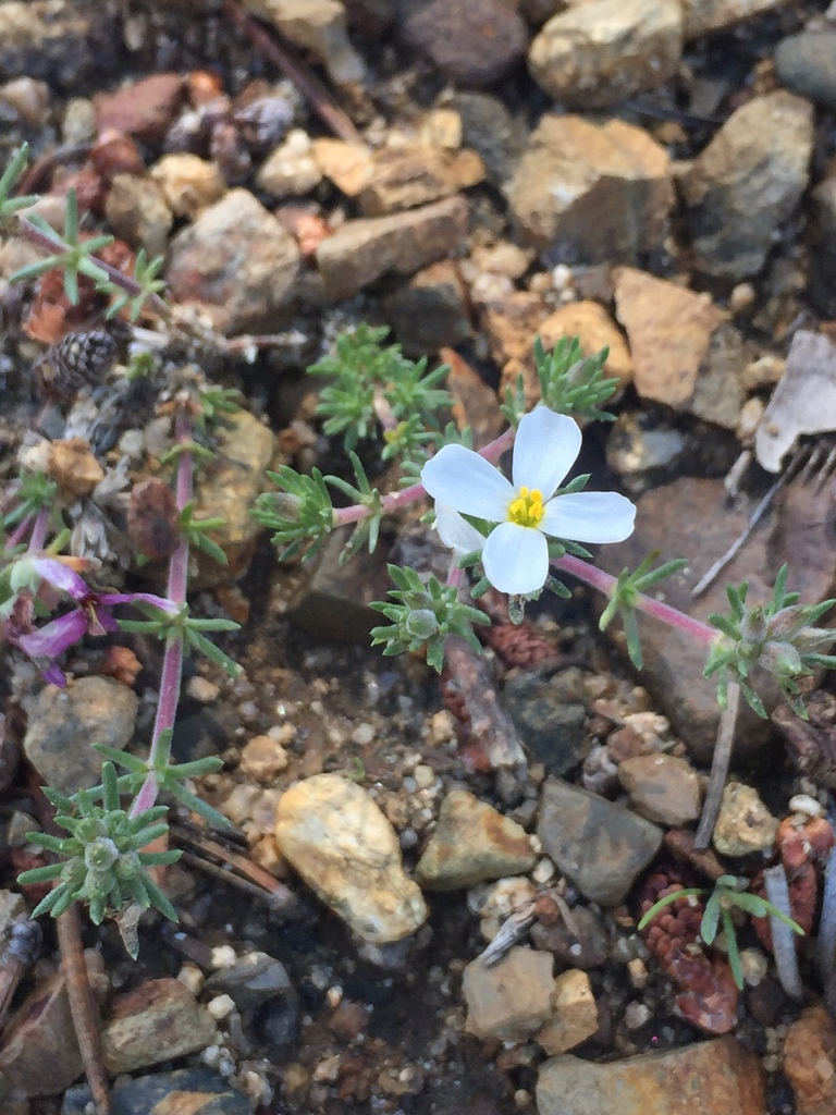 Leptosiphon melingii (Leptosiphon melingii)