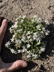 Leptosiphon melingii (Leptosiphon melingii)