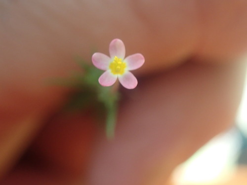 True babystars (Leptosiphon minimus)