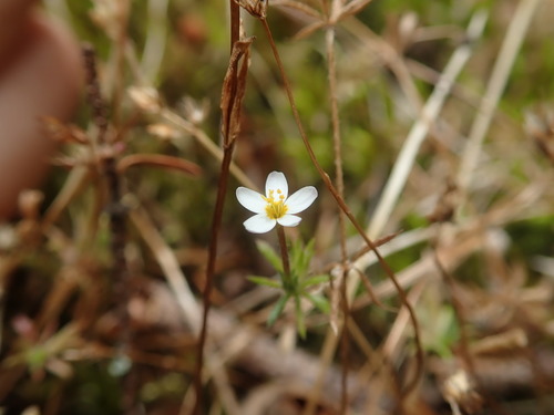 True babystars (Leptosiphon minimus)