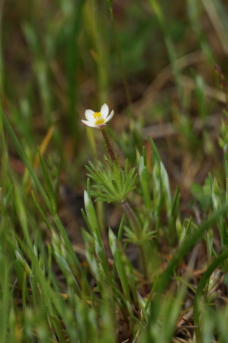 True babystars (Leptosiphon minimus)