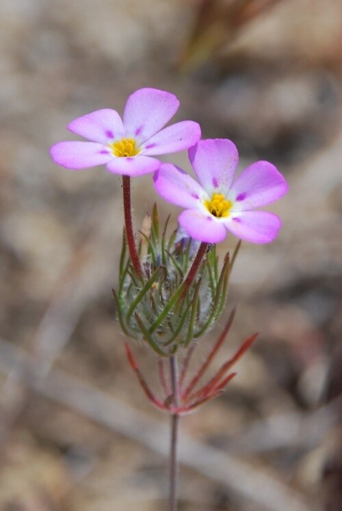 Mustang clover: Leptosiphon montanus Hwy 178 near Walker Pass (Kern County, California, US), foothill woodland habitat