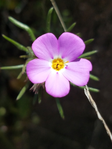 Mustang clover (Leptosiphon montanus)