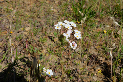Mustang clover (Leptosiphon montanus)