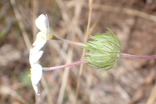 Mustang clover (Leptosiphon montanus)