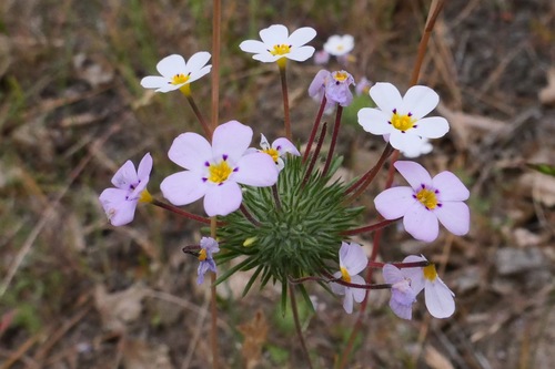Mustang clover (Leptosiphon montanus)