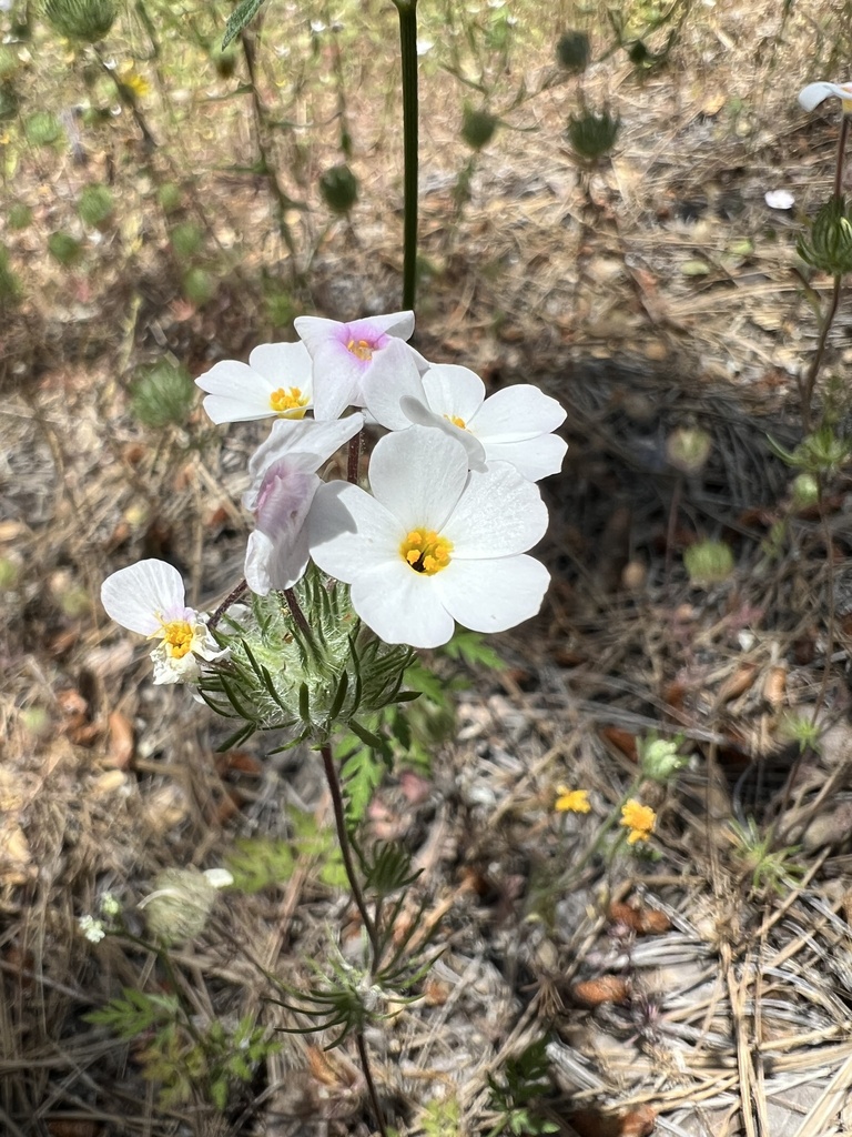Mustang clover (Leptosiphon montanus)