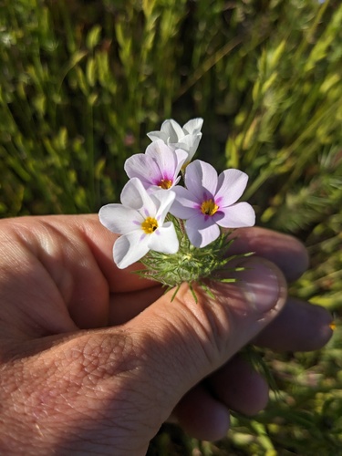Mustang clover (Leptosiphon montanus)