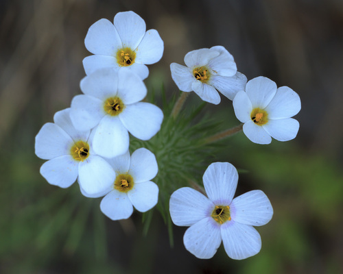 Mustang clover (Leptosiphon montanus)