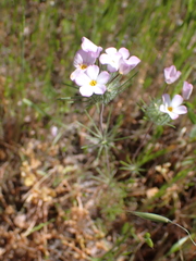 Mustang clover (Leptosiphon montanus)