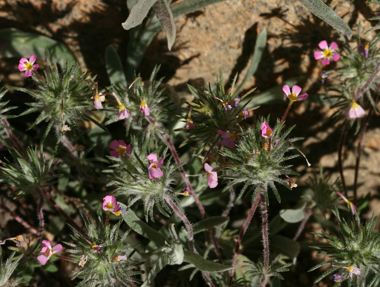 Mustang clover: Wuksachi, Sequoia National Park, California, USA