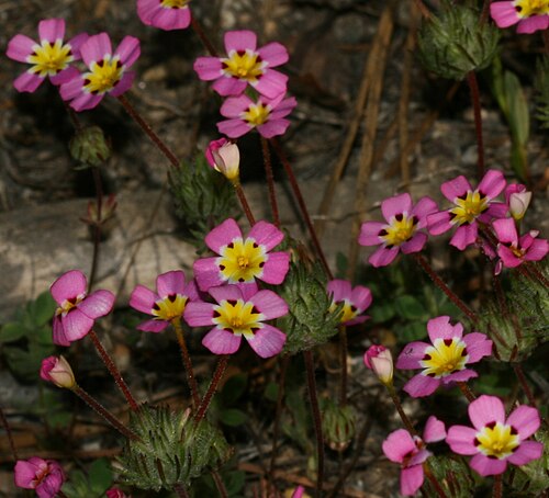 Mustang clover: Wuksachi Lodge, Sequoia National Park, California