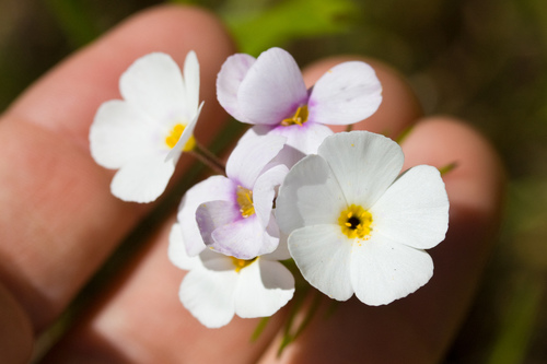 Mustang clover (Leptosiphon montanus)