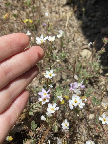 Tehachapi linanthus (Leptosiphon nudatus)