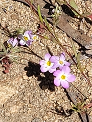 Tehachapi linanthus (Leptosiphon nudatus)