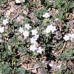 Tehachapi linanthus (Leptosiphon nudatus)