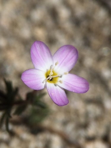 Tehachapi linanthus (Leptosiphon nudatus)