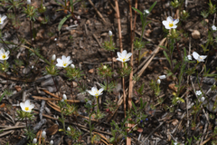 Tehachapi linanthus (Leptosiphon nudatus)