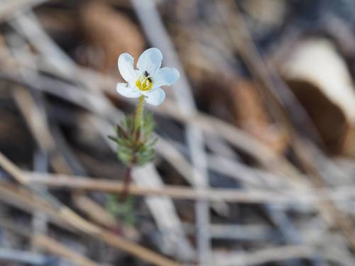 Tehachapi linanthus (Leptosiphon nudatus)