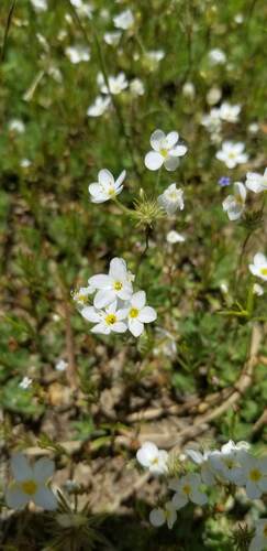 Tehachapi linanthus (Leptosiphon nudatus)