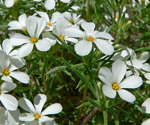 Nuttall's linanthus: Linanthus nuttallii var. pubescens in Lee Canyon , Spring Mountains , southern Nevada