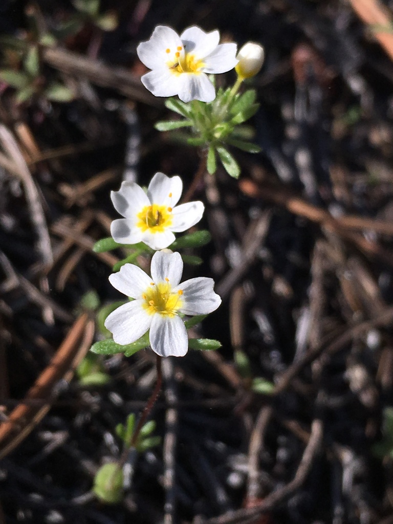 Sierra Nevada linanthus (Leptosiphon oblanceolatus)