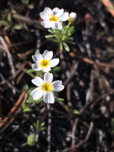 Sierra Nevada linanthus (Leptosiphon oblanceolatus)